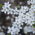 Seminārs par demenci arī Rīgā